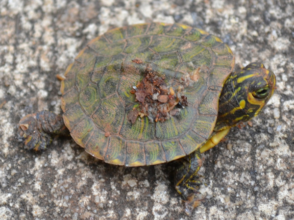 Yellow-bellied Slider