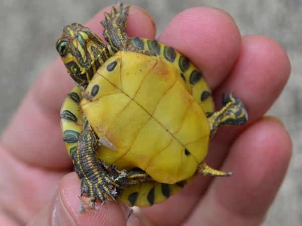 Yellow-bellied Slider