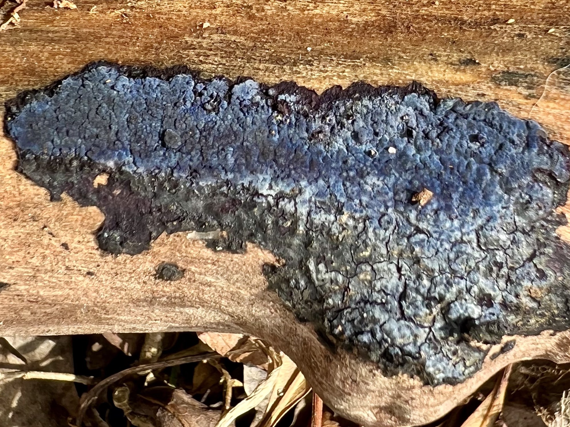 Cobalt Crust Fungus