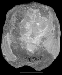 Specimen Photo