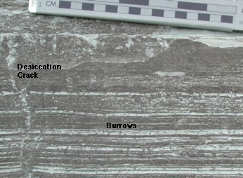 Peritidal outcrop