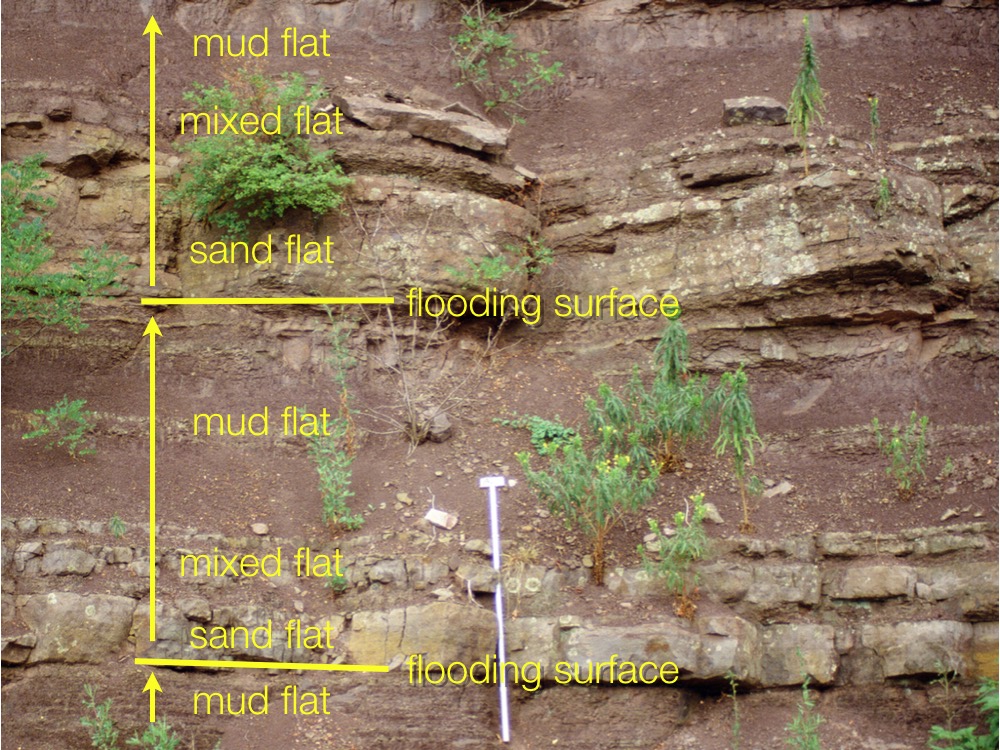 Tidal-flat parasequence at Germany Valley, West Virginia