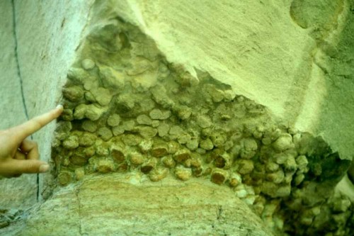 Glossifungites burrows